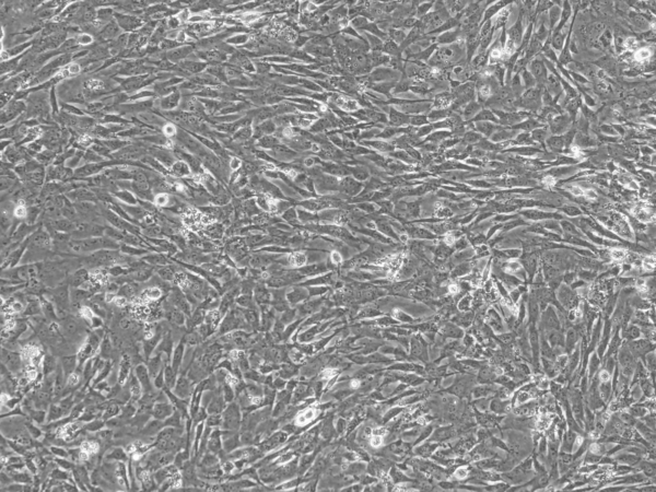 CF-1 MEF Feeder Cells, P2, Untreated