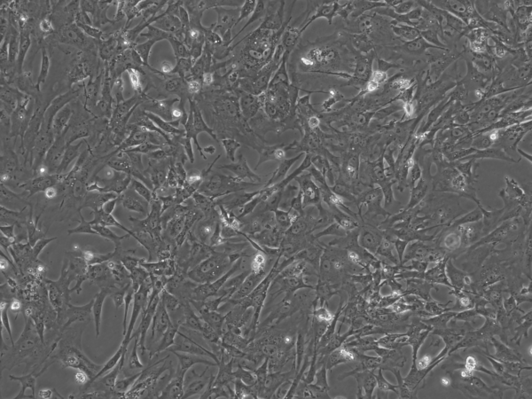 DR4 MEF Feeder Cells, P3, Irradiated