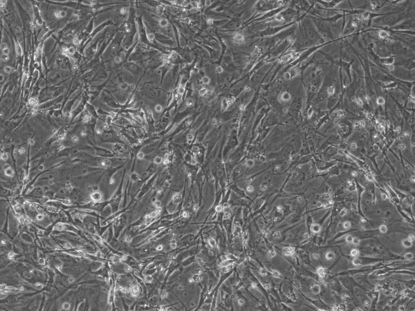 DR4 MEF Feeder Cells, P3, Mitomycin C Treated