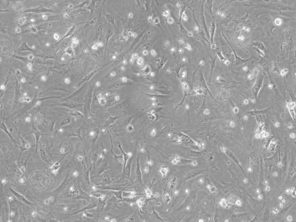 CF-1 MEF Feeder Cells, P3, Mitomycin C Treated
