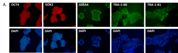 TARGATT™ Human Induced Pluripotent Stem Cell (hiPSC) Master Cell Line & Knockin Kit