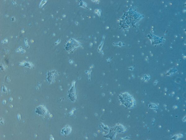 Human iPSCs From Dermal Fibroblasts (Normal, Male, Caucasian, Neonate)