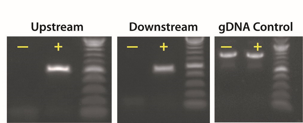 Confirmation of site-specific CMV-MCS plasmid integration