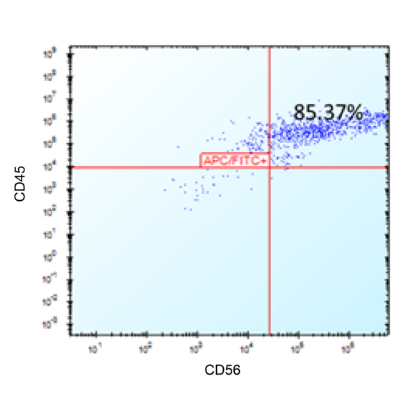 NK cells characterization-02