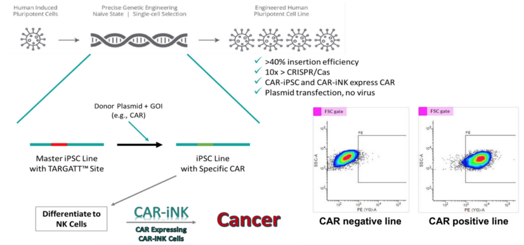 gmp_targattipsc_ink_cell-product_generation_process