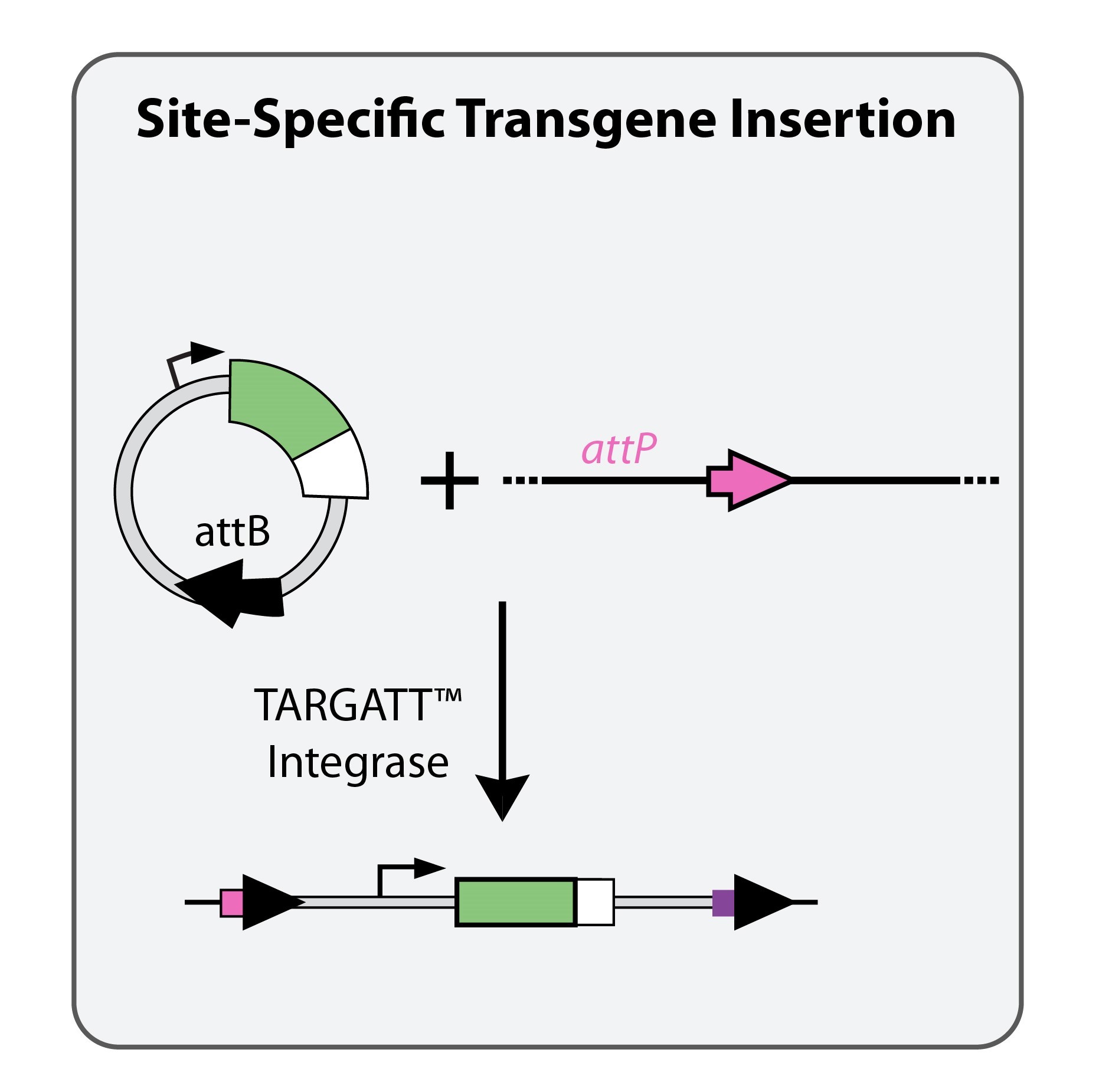 TARGATT™ | Applied StemCell