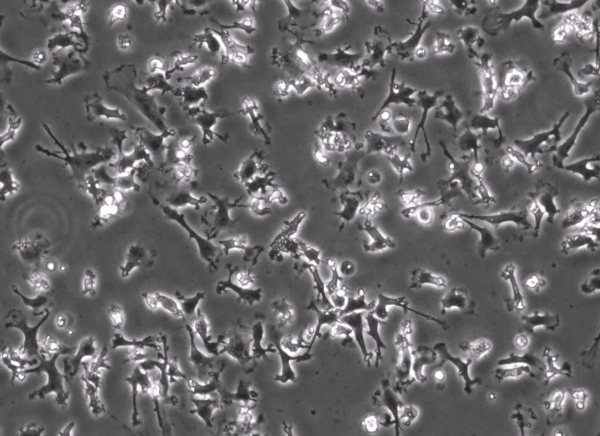 iPSC-Derived Microglia With Media
