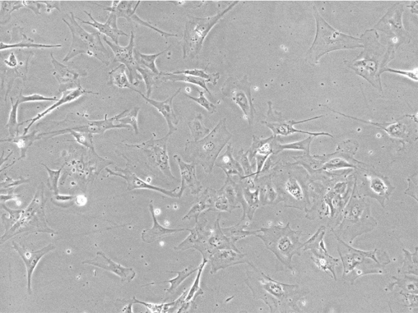 iPSC-Derived Astrocytes With Media
