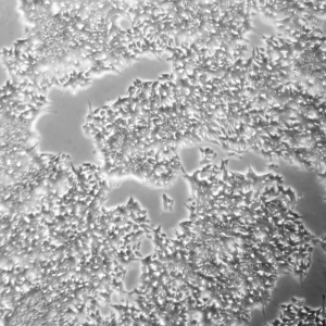 Brightfield microscope image of ASE-9550