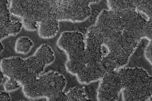 TARGATT™ RUO Hypo hiPSC Knock-in Kit