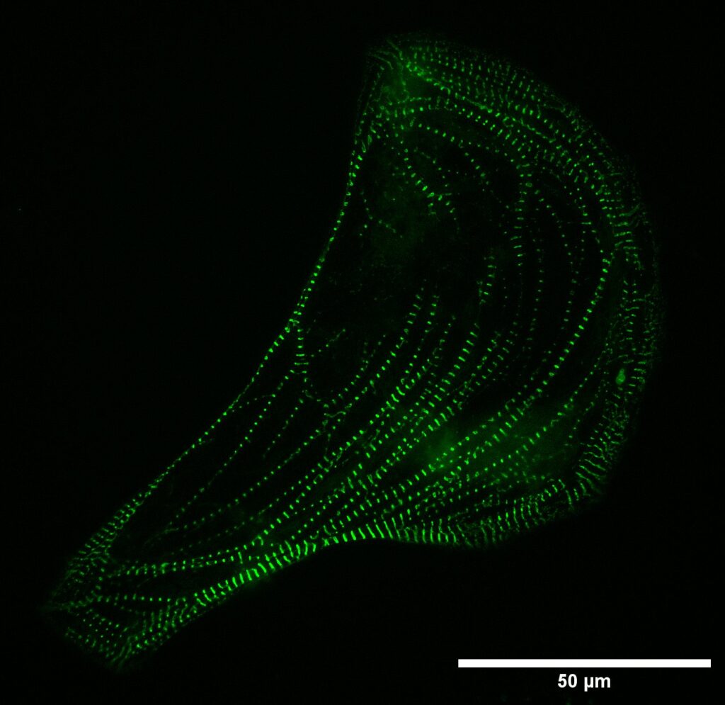 Fluorescence microscopy image showing green dots in defined lines.