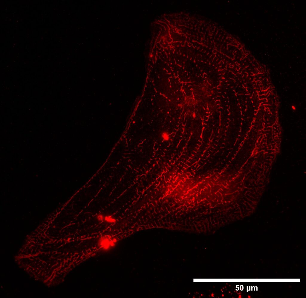 Fluorescence micrograph showing red dots in defined lines.