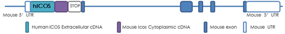 Landingpage-ASHU-00052-ICOS-HU-ICPMouse-1