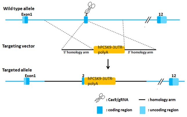 Landingpage-ASHU-00075-PCSK9-HU-ICPMouse-1.1