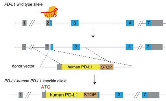 landingpage-ashu-00137-PD-L1 & LAG3-hu-icpmouse-1