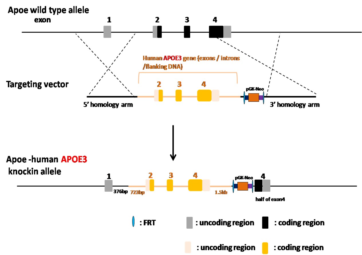 Landingpage-ASHU-190003-APOE3-HU-ICPMouse-1