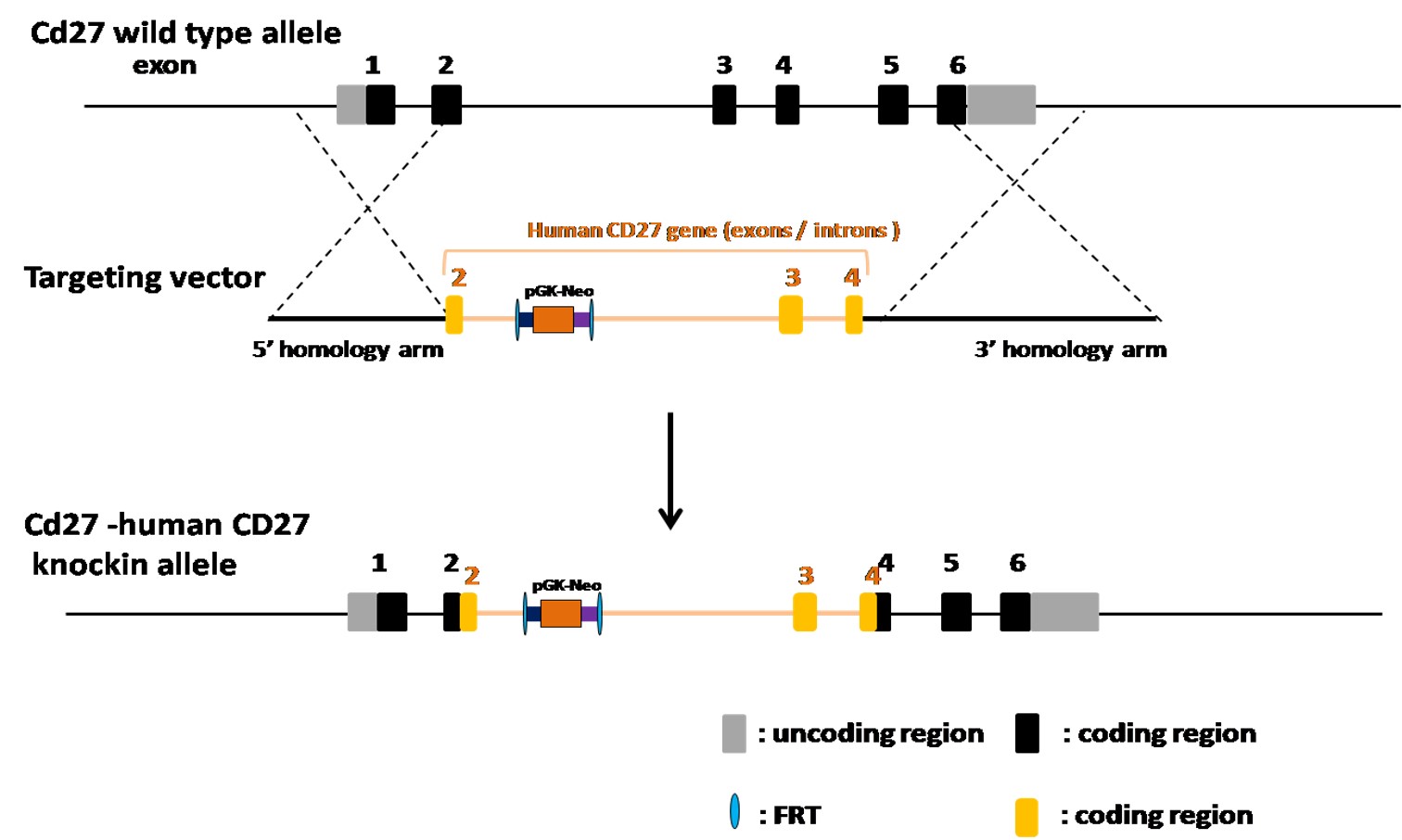 landingpage-ashu-190035-cd27-hu-icpmouse-1