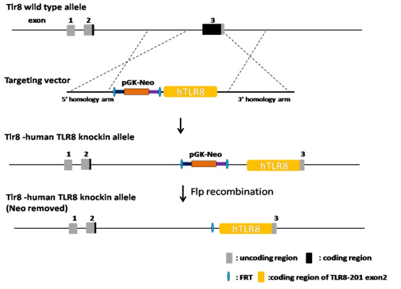 Landingpage-ASHU-190044-TLR8-HU-ICPMouse-1
