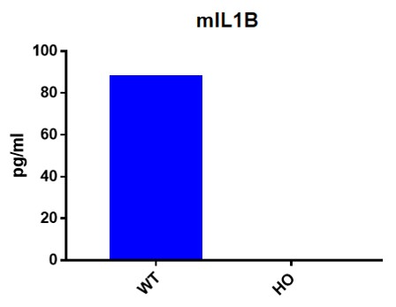 Landingpage-ASHU-190047-IL1B-HU-ICPMouse-2