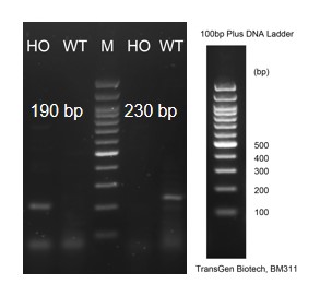 landingpage-ashu-190069-IL13-hu-icpmouse-1