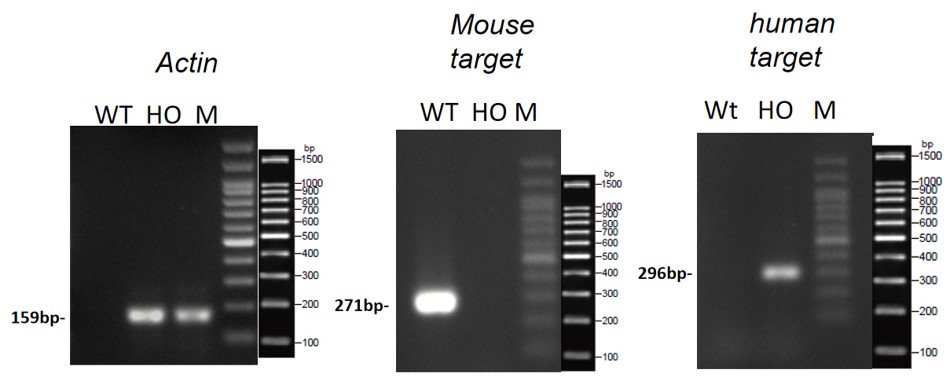 landingpage-ashu-190076-IFNGR1-hu-icpmouse-1