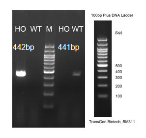 landingpage-ashu-2000078-cfb-hu-icpmouse-1
