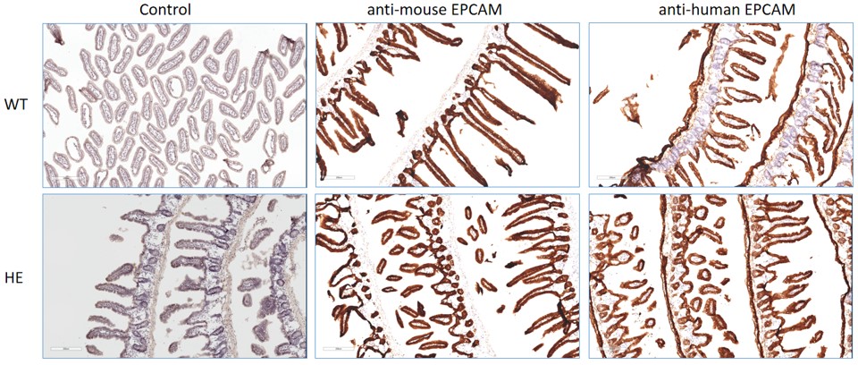 landingpage-ashu-210032-epcam-hu-icpmouse-2