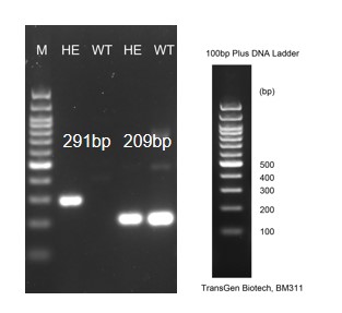 landingpage-ashu-220017-IL1B-hu-icpmouse-1