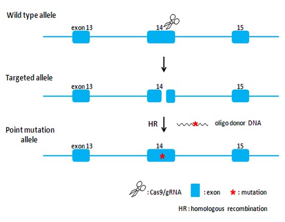 Landingpage-ASKI-18001-Atp7b(H1071Q)-KI-Mouse-1