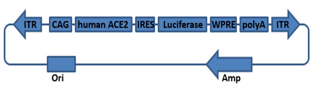 Landingpage-ASTG-200002-ACE2-HU-TGMouse-1.1