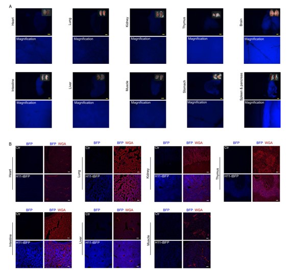 landingpage-aski-190006-H11-CAG-LSL-mtagBFP2-ki-mouse-1