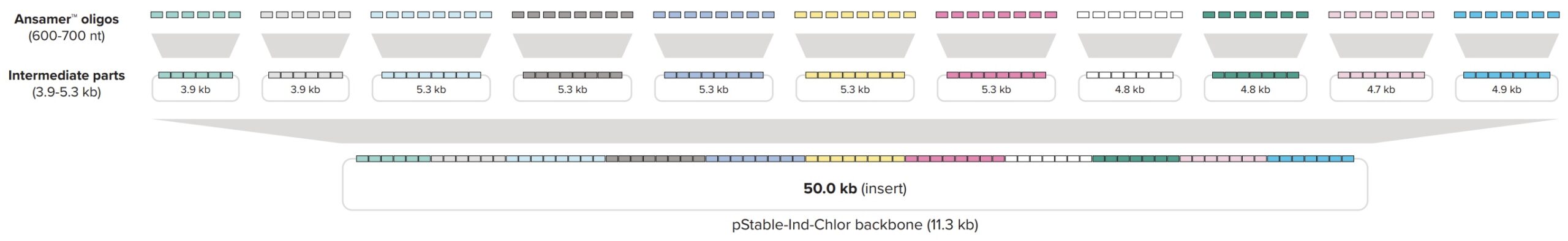 Assembly Strategy - Ansa White Paper